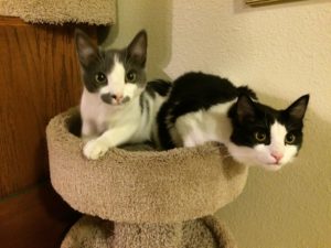 Two kittens looking towards the camera from the top of a round cat condo.
