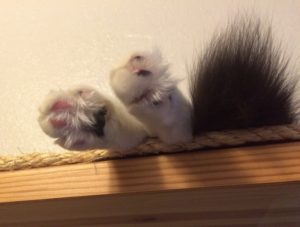 Fluffy cat toes and a tail tip barely visible on a cat shelf.