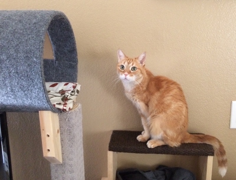 an orange tabby sits on a carpeted step behind a chair, leading up to a cat tube.