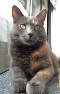 a gray tortie facing towards the camera and stretched out along a window.
