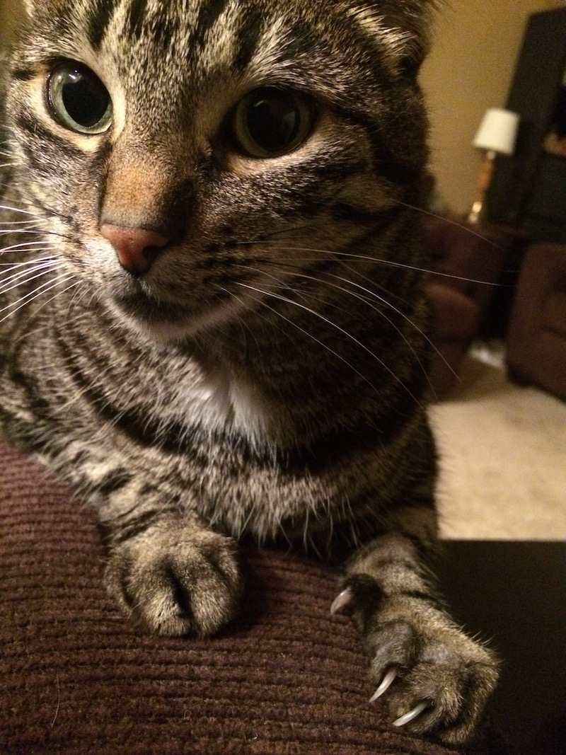 a tabby stares at the camera with claws extended into a couch.