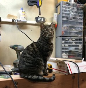 a black and gray tabby sitting on a work bench.