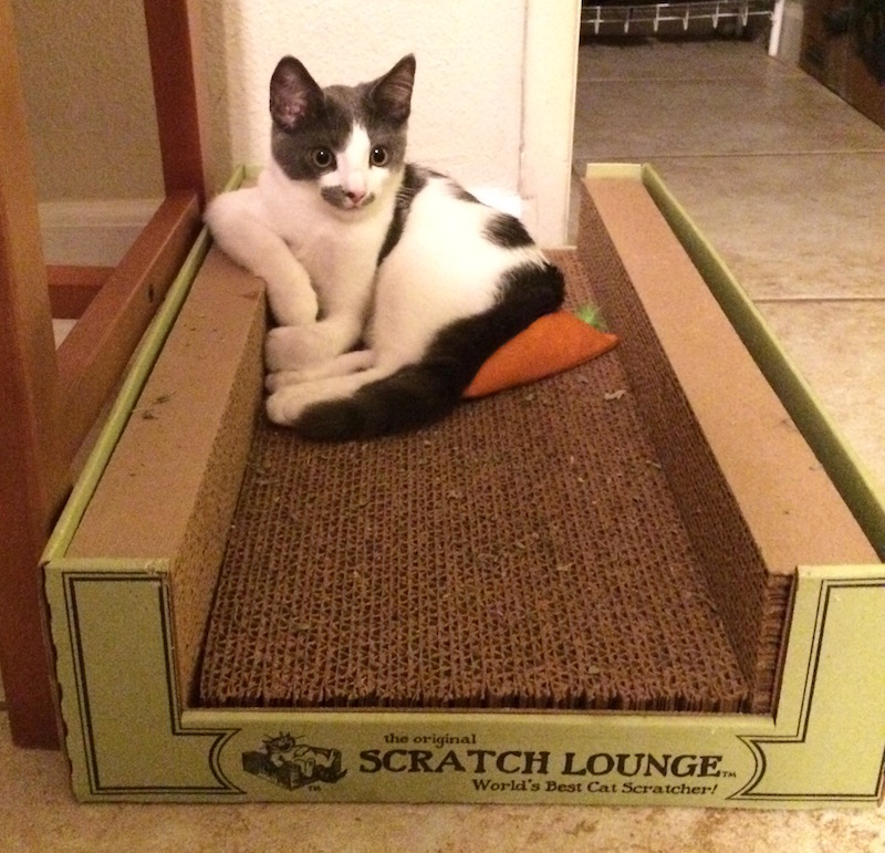A small kitten is sitting on a cardboard lounger, with one elbow propped up on the side.