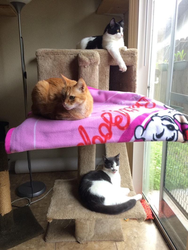 A cat condo with 3 levels, and one cat on each level. The middle level has a pink blanket under a cat.