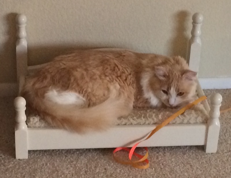 A fluffy cream colored cat laying in a white cat bed.