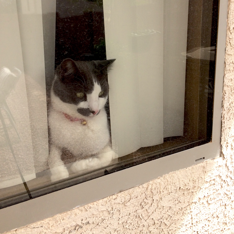 A cat looks out a window.