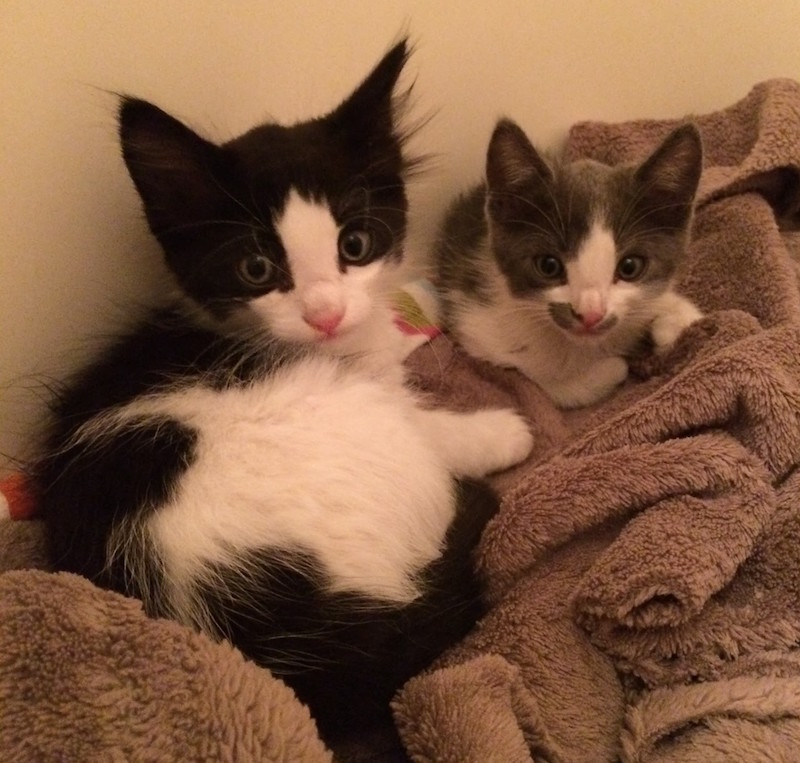 Two tiny kittens on a blanket, looking at the camera.